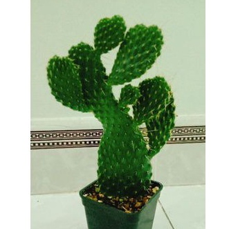 Xương rồng opuntia giống mới