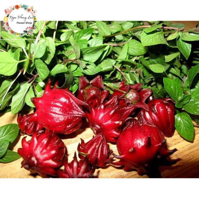 Giống Cây Giấm, Hoa Atiso Đỏ - Gói 2 Gram