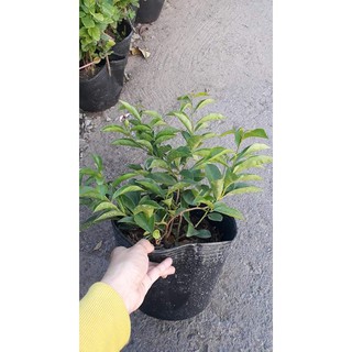 Cây Lài Nhật ( Nhài Nhật)