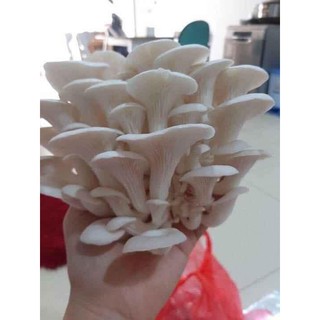 combo 5 phôi nấm bào ngư