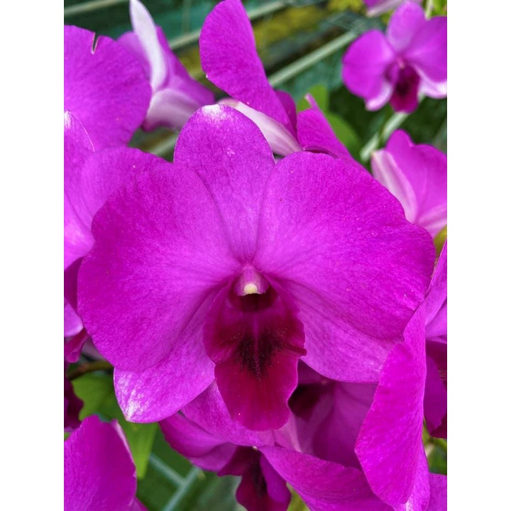 HOA LAN DEN LAI HỒ ĐIỆP TÍM GỬI NGUYÊN CHẬU PHI 12