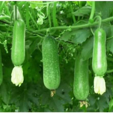 (GÍA SỈ) [Gói 10 hạt] Hạt giống Bí Đao F1