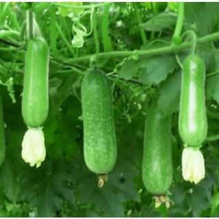 Hạt giống bí đao f1