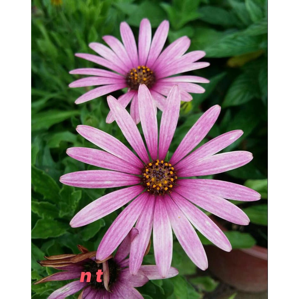 100H Cúc Châu Phi đẹp nhẹ, dịu dàng