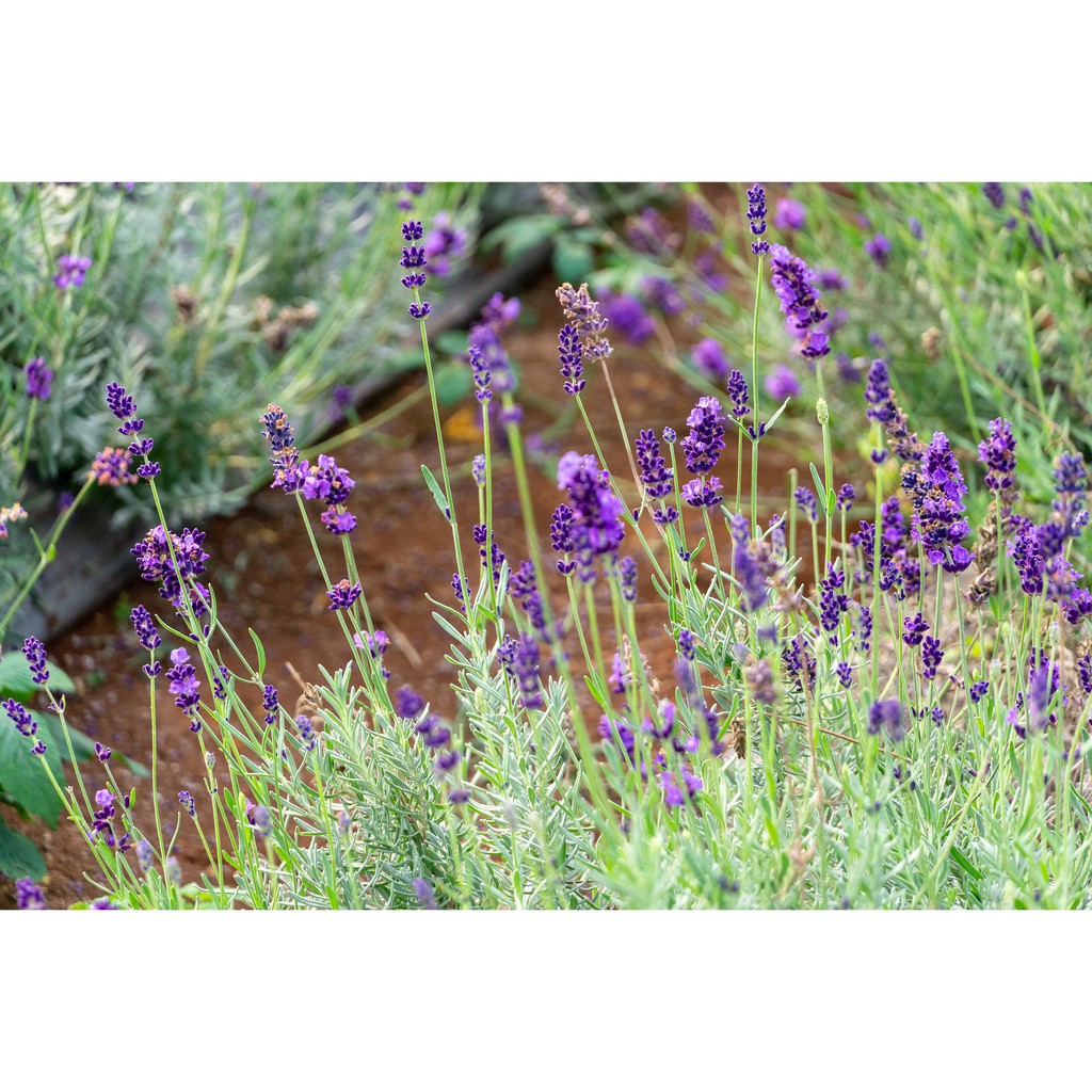 Cây hoa Oải hương Lavender - chậu lớn