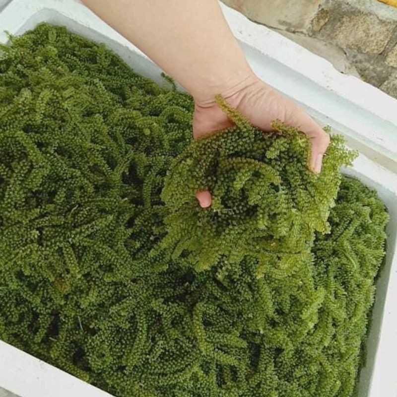 Rong nho tách nước Khánh Hòa gói lớn 100g ngâm nở thành 300g | BigBuy360 - bigbuy360.vn