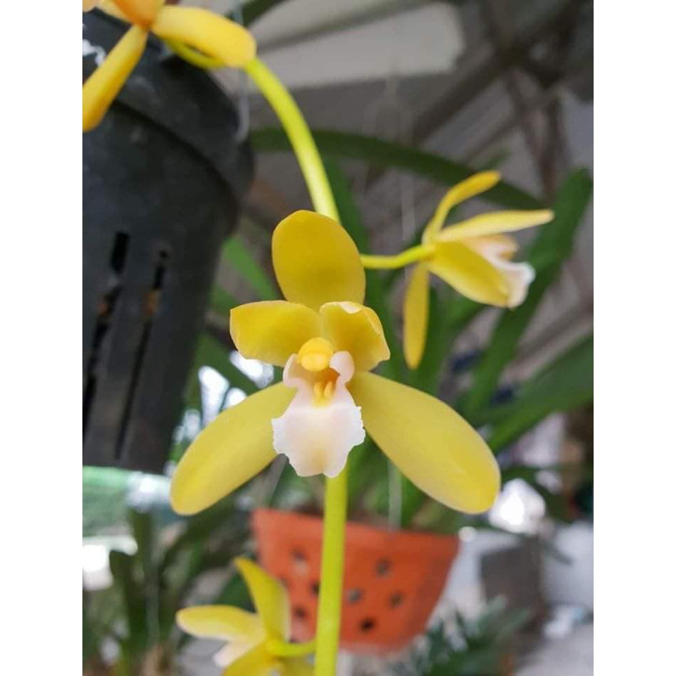 Lan Kiếm phan trí hàng giống