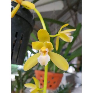 Lan Kiếm phan trí hàng giống