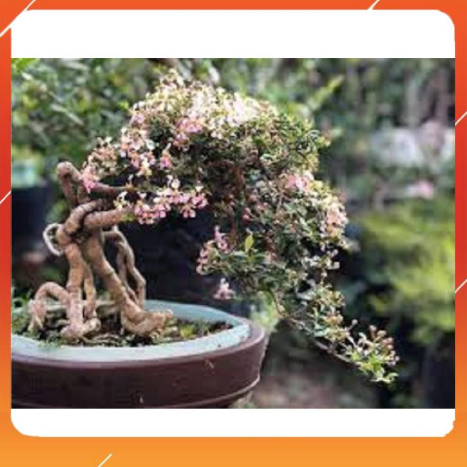 [BÁN CHẠY] CHẬU CÂY Hồng ngọc mai bonsai , CHẬU CÂY LỚN ĐẸP, GIÁ RẺ