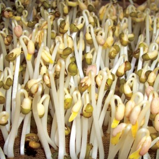 Hạt giống rau mầm đậu xanh 1KG