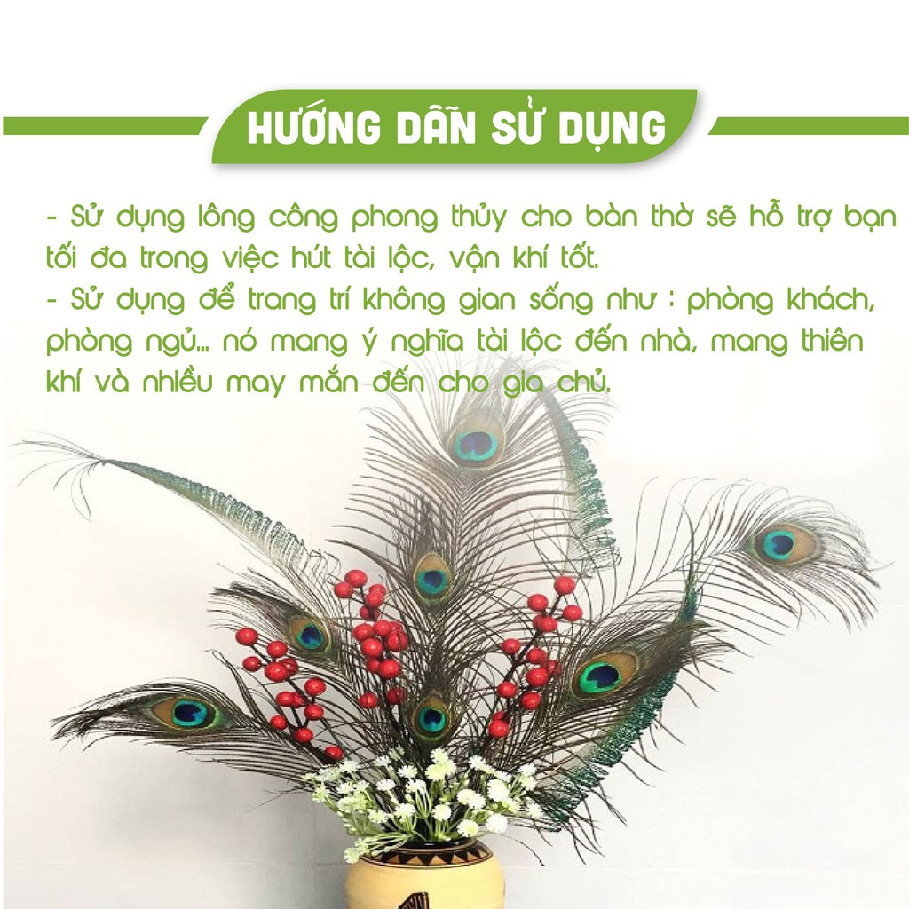 Lông công phong thủy Tài Lộc từ 25- 90cm Mắt to 3-6cm , Lông công phong thủy An An 100% tự nhiên.