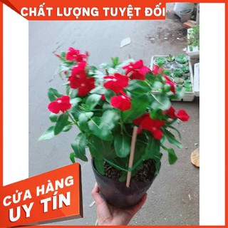 Hoa dừa cạn đỏ Nhiều Người Mua
