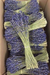 Hoa Lavender