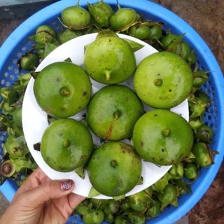Bần Chua Giống 50cm