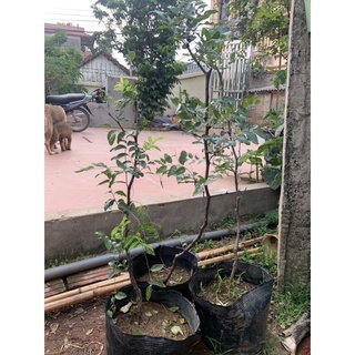 cây táo tàu (hồng táo)