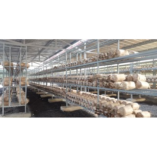 Phôi nấm bào ngư vi cá giá gốc tại Tp.HCM và Tây Ninh