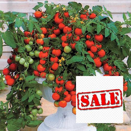 Hạt giống cà chua cherry lùn đỏ 30 hạt SALE