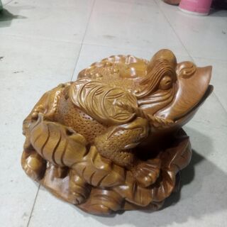 Cóc ngậm tiền bách xanh kt 17