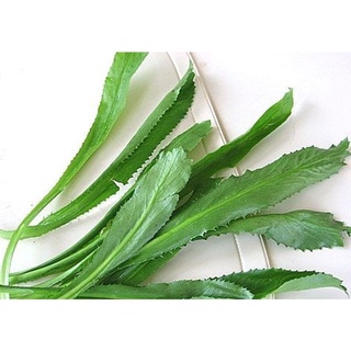 Rau Mùi Tàu ( Ngò gai ) - Hàng công ty, nảy mầm tốt- Tặng gói bón lá