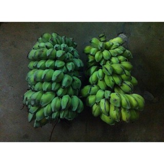 Chuối hột rừng tươi -