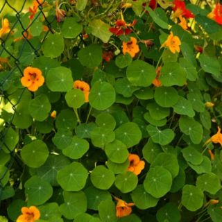 HẠT GIỐNG HOA SEN CẠN MIX ( TROPAEOLUM MAJUS )