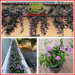 Hoa ngũ sắc tím rủ và ngũ sắc vàng treo ban công trang trí cực đẹp Minh Hân Garden