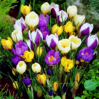 CỦ NGHỆ TÂY đủ màu