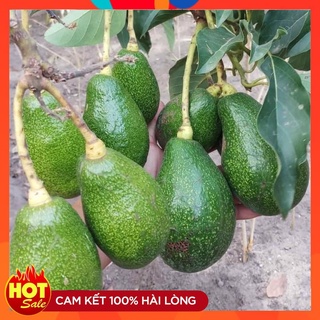 Cây Giống Bơ Sáp Năng Suất Cao Cây Ghép Nhanh Cho Quả