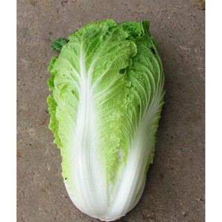 Hạt Giống Cải Thảo
