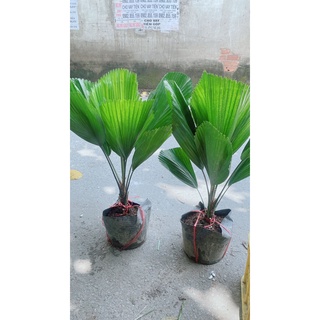 Cây cọ nhật hàng thấp 70cm