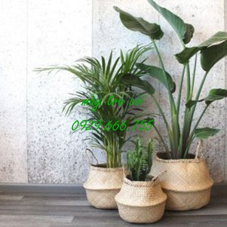 Combo bộ giỏ cói đựng đồ, trồng cây