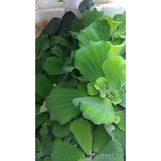Bèo cái - Cây thủy sinh (1 gói 5 gốc)