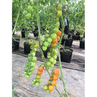 Hạt giống cà chua bi vàng cherry 30 hạt - TẶNG kèm viên nén ươm hạt - HGT