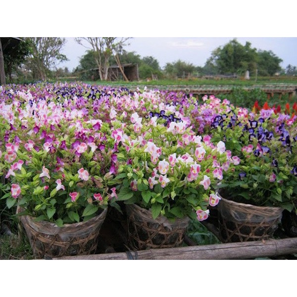 Hạt Giống Hoa Mắt Nai F1 loại siêu hoa dễ trồng dễ chăm sóc hoa nở đẹp