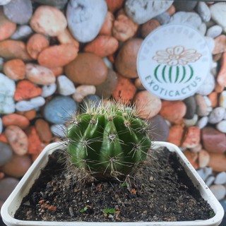 Bá tử - Echinopsis Calochlora ( 2.1cm - 6.5cm) ( Vườn Xương rồng EXOTICACTUS )