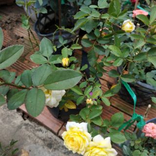 Chậu hồng đổi màu