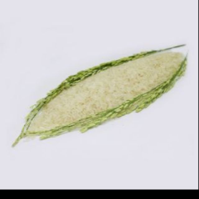 Gạo thơm ST21 - đặc sản Sóc Trăng - bịch 5kg ( hàng chuẩn công ty) luôn mới | BigBuy360 - bigbuy360.vn