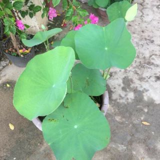 Combo 40 gói hạt giống hoa sen