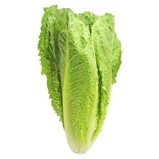 Xà lách Romaine (2g)