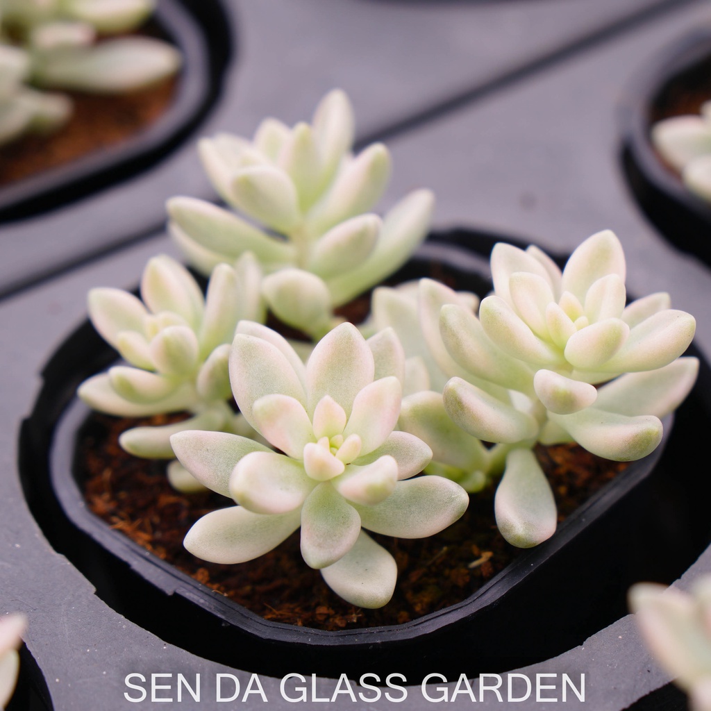 Sen đá kim tuyến var  7cm  GLASS GARDEN giống hình, khỏe, dễ trồng
