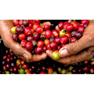 Cà phê pha phin Sơn Tùng 500g
