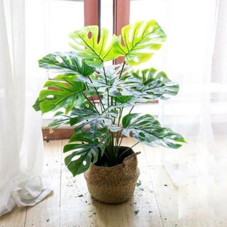 Cây lá rùa giả 18 lá cao 80cm