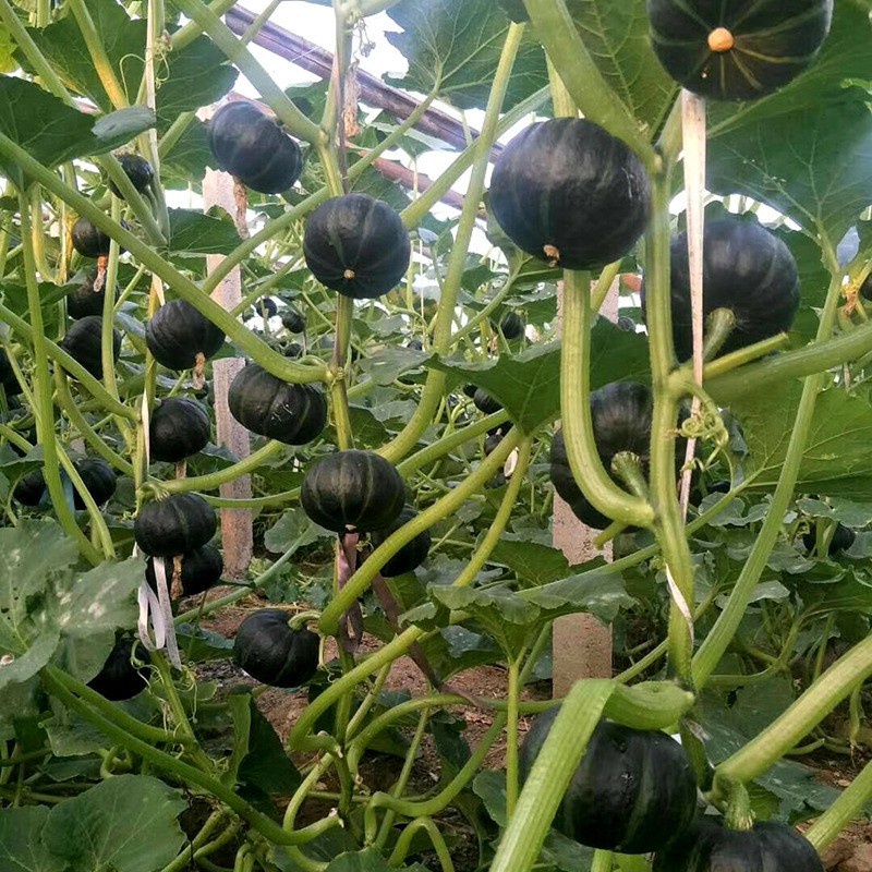 Kích thích ra hoa trái vụ đồng loạt cho các loại cây trồng Thioure 99 Thirabong (thioure 99%) 100gr