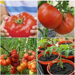 Hạt giống cà chua khổng lồ 20 hạt (TẶNG gói kích thích hạt nảy mầm)