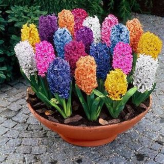 Củ hoa tiên ông đủ màu 10c