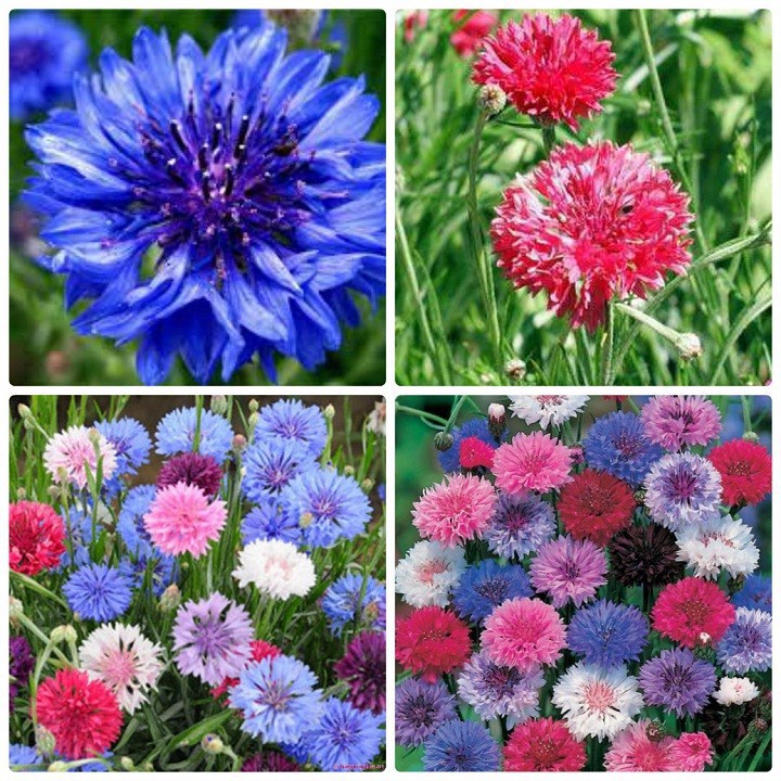 ( SIÊU HOT ) Hạt giống hoa Trúc Mai mix nhiều màu 100 hạt