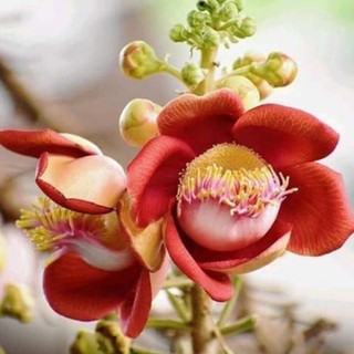 [Xả - Cắt Lỗ ] Cây Ngọc Kì Lân - Cây Xala