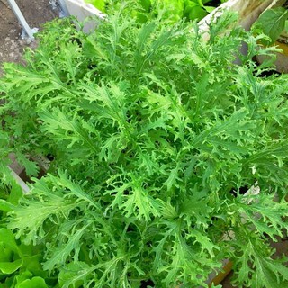 10gram HẠT GIỐNG CẢI NGỌT ĐUÔI PHỤNG