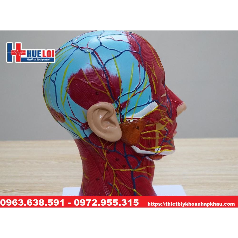 MÔ HÌNH GIẢI PHẪU CƠ, THẦN KINH, MẠCH MÁU VÙNG ĐẦU