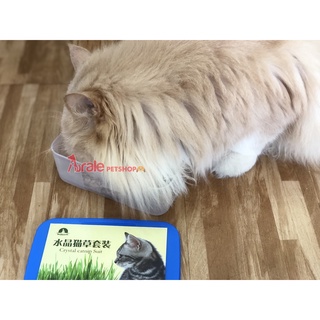Hạt giống cỏ mèo